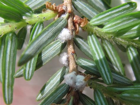 Tiny beetle to the rescue of N.S. hemlocks attacked by woolly invasive insect